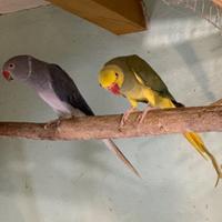 Parrocchetti dal collare