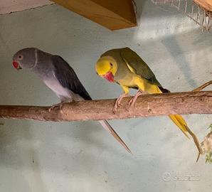 Parrocchetti dal collare