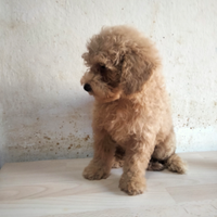 Borbone nano