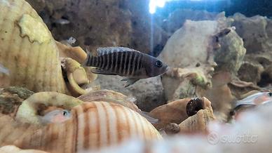 Prenotazione Avannotti Multifasciatus