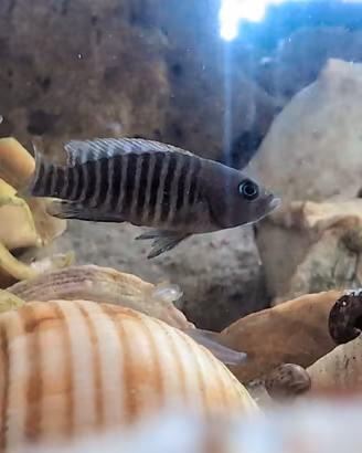 Prenotazione Avannotti Multifasciatus
