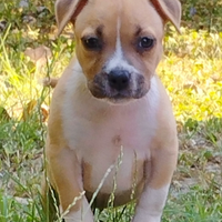 Cucciole Amstaff