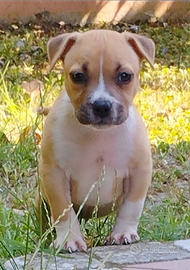 Cucciole Amstaff