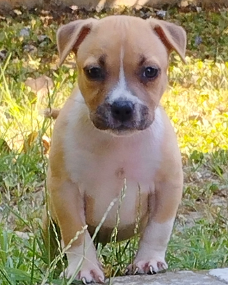 Cucciole Amstaff