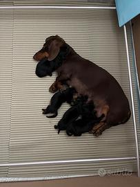 Cuccioli di Bassotto Tedesco Nano