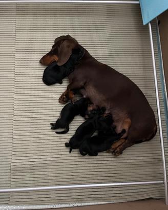 Cuccioli di Bassotto Tedesco Nano
