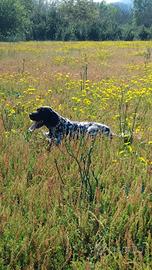 Setter inglese
