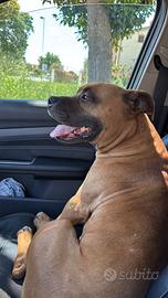 Amstaff