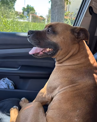 Amstaff