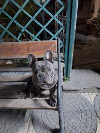 Bulldog francese