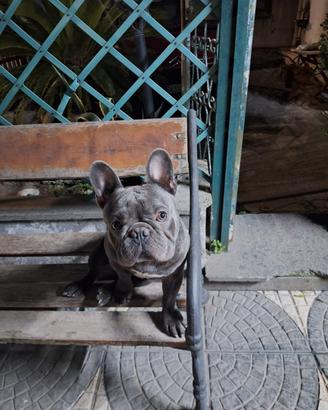 Bulldog francese