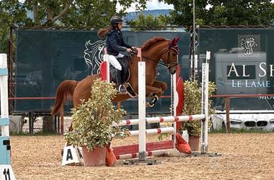 Pony maschio 8 anni adatto a principianti
