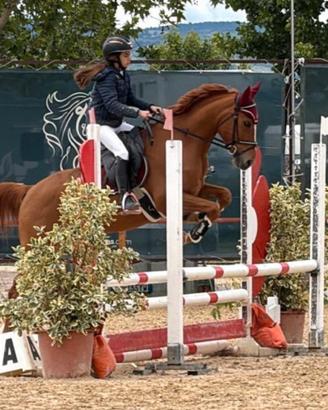 Pony maschio 8 anni adatto a principianti