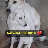 PENNY E NINA 4 ANNI taglia media