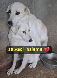 PENNY E NINA 4 ANNI taglia media