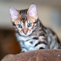 Gattini Bengala