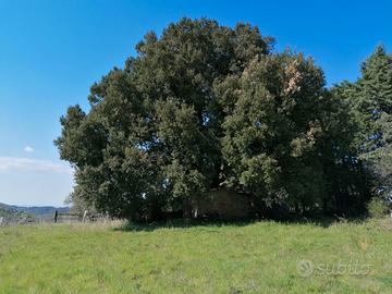 Terreno agricolo con annessi