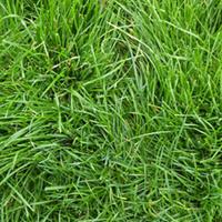 Semi di loietto, semi prato resistente