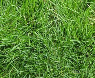 Semi di loietto, semi prato resistente