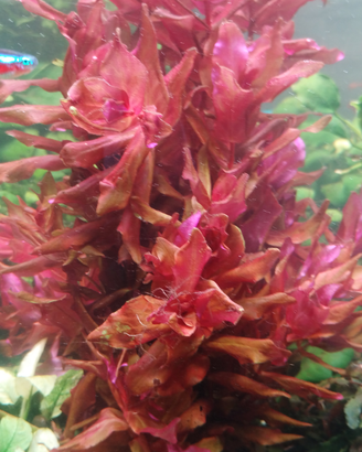 Rotala Macandra