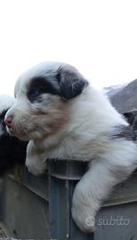 Cuccioli di Australian Shepherd