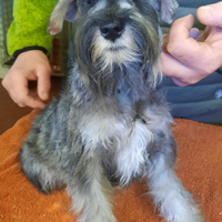 Schnauzer Nani Pepe Sale e Nero Argento
