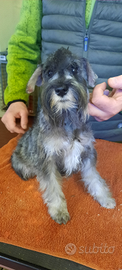 Schnauzer Nani Pepe Sale e Nero Argento