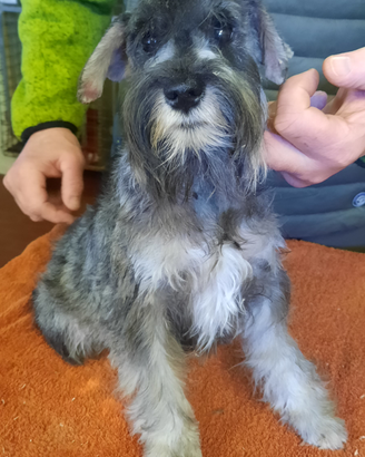 Schnauzer Nani Pepe Sale e Nero Argento