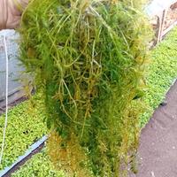 ceratophyllum demersum