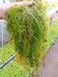 ceratophyllum demersum