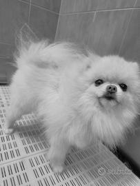 spitz pomerania maschio adulto