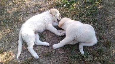 Stupendi Cuccioli Pastore della Sila e Maremmano