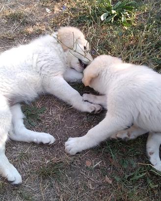 Stupendi Cuccioli Pastore della Sila e Maremmano