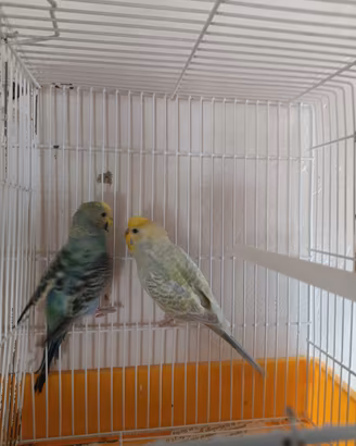 Coppie di Cocoriti varie mutazione anche rambow