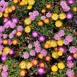 Delosperma Cooperi Piante grasse