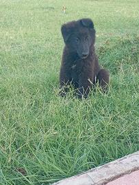 Pastore belga groenendael