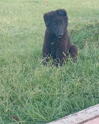 Pastore belga groenendael