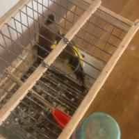 Animali Uccelli