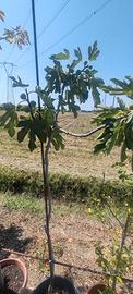 pianta di ibisco, tiglio, fico, glicine ,nespolo