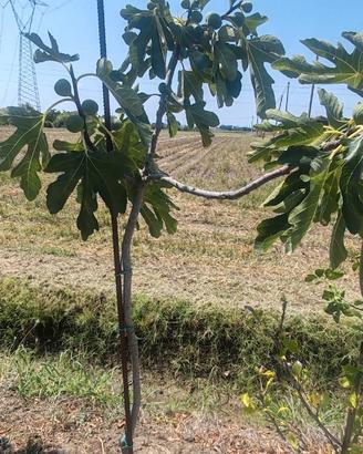 pianta di ibisco, tiglio, fico, glicine ,nespolo