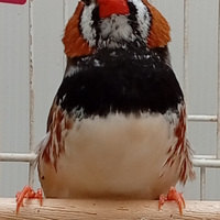 Selezione del diamante mandarino,MAGGIORATI