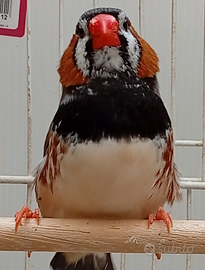 Selezione del diamante mandarino,MAGGIORATI