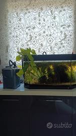 acquario 100lt