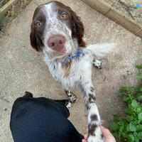 Splendido setter inglese