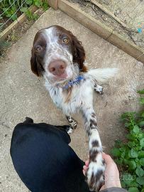 Splendido setter inglese