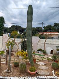 Cactus Messicano 