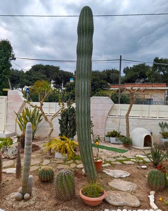 Cactus Messicano 