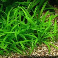 Pianta per Acquario HELANTHIUM TENELLUM Spada Nana