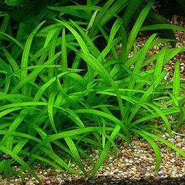 Pianta per Acquario HELANTHIUM TENELLUM Spada Nana