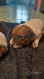 Jack Russell Terrier femmina